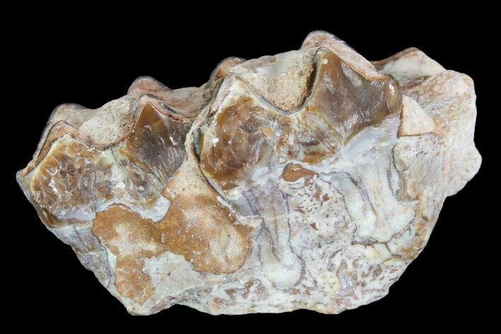 Oreodont Jaw Section With Teeth - South Dakota #82181